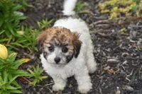 Polly, a female Bichpoo for sale in Eldorado, OH – 2 of 4