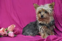 Izzy, a female Yorkshire Terrier for sale in Eldorado, OH – Photo 3 of 3