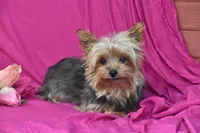 Izzy, a female Yorkshire Terrier for sale in Eldorado, OH – Photo 2 of 3