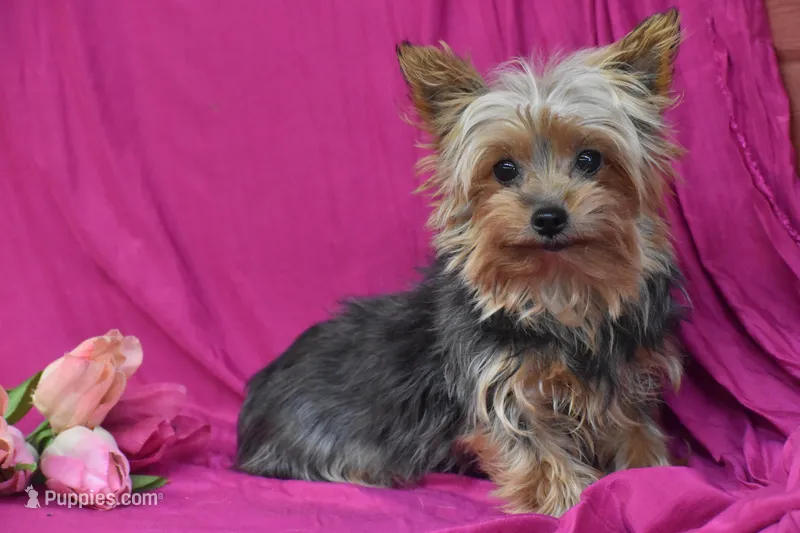 Izzy – Yorkshire Terrier puppy for sale in Eldorado, OH