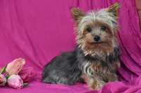 Izzy, a female Yorkshire Terrier for sale in Eldorado, OH – Photo 1 of 3