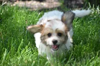 Davey, a male Cavachon for sale in Eldorado, OH – 6 of 6