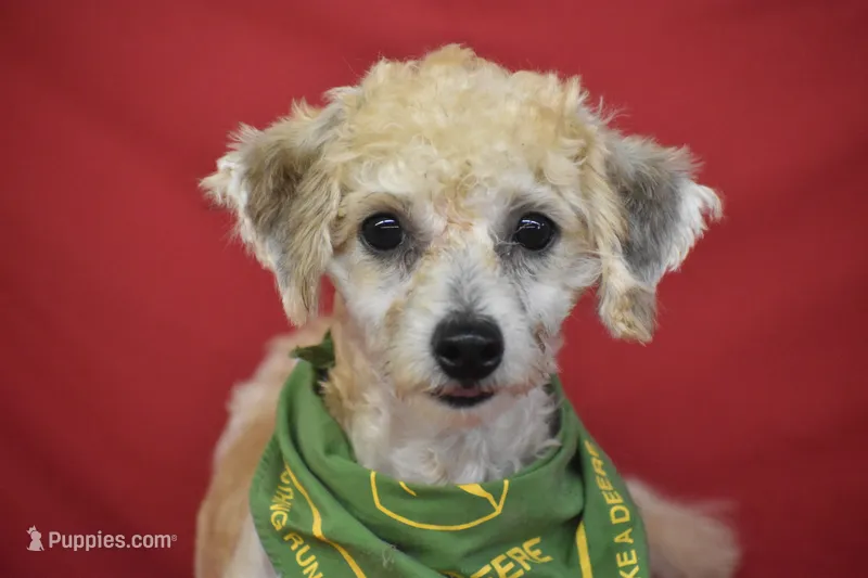 Buddy – Bichpoo puppy for sale in Eldorado, OH