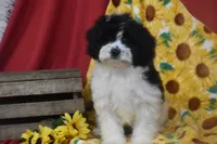 Reese, a male Cavachon for sale in Eldorado, OH – 3 of 4