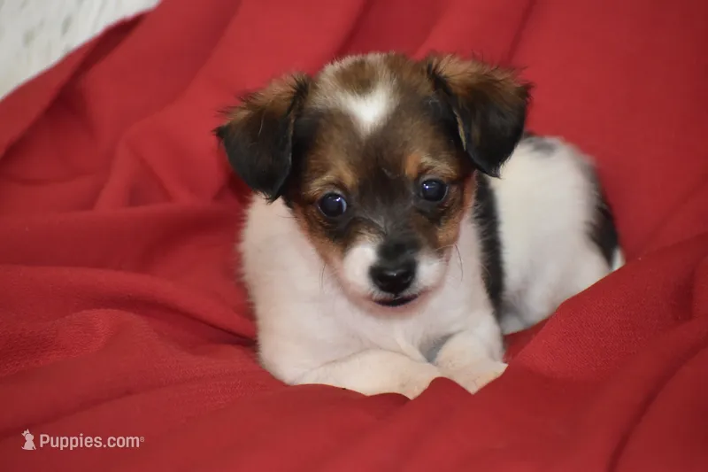 Texas – Yorkipoo puppy for sale in Eldorado, OH