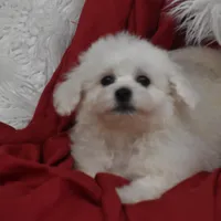 Mooney, a male Bichon Frise for sale in Eldorado, OH – Photo 2 of 5