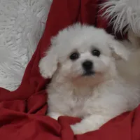 Mooney, a male Bichon Frise for sale in Eldorado, OH – Photo 3 of 5