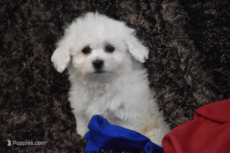Mooney – Bichon Frise puppy for sale in Eldorado, OH
