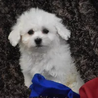 Mooney, a male Bichon Frise for sale in Eldorado, OH – Photo 5 of 5