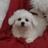 Mooney, a male Bichon Frise for sale in Eldorado, OH – Photo 1 of 5