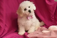 Piper, a female Bichpoo for sale in Eldorado, OH – Photo 4 of 4