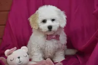 Piper, a female Bichpoo for sale in Eldorado, OH – Photo 3 of 4