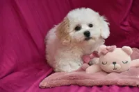 Piper, a female Bichpoo for sale in Eldorado, OH – Photo 2 of 4