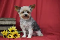 Abe , a male Yorkshire Terrier for sale in Eldorado, OH – 2 of 3