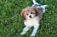 Banjo, a male Cavachon for sale in Eldorado, OH – 2 of 5
