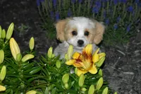 Boyd, a male Cavachon for sale in Eldorado, OH – 3 of 5