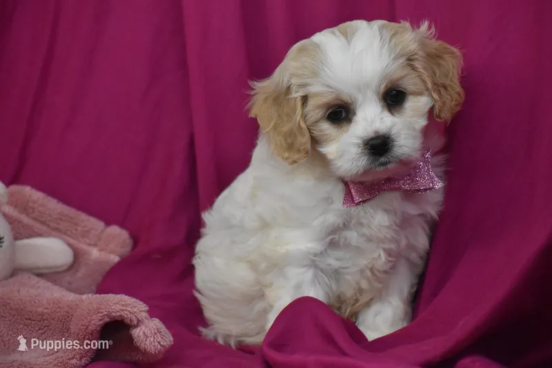 Pixie – Cavachon puppy for sale in Eldorado, OH