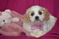 Pixie, a female Cavachon for sale in Eldorado, OH – Photo 3 of 4