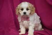 Pixie, a female Cavachon for sale in Eldorado, OH – Photo 2 of 4