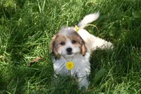 Sprinkles, a female Cavachon for sale in Eldorado, OH – 4 of 5
