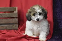 Chi chi, a female Bichpoo for sale in Eldorado, OH – 2 of 3