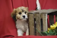 Boston, a male Cavachon for sale in Eldorado, OH – 3 of 3