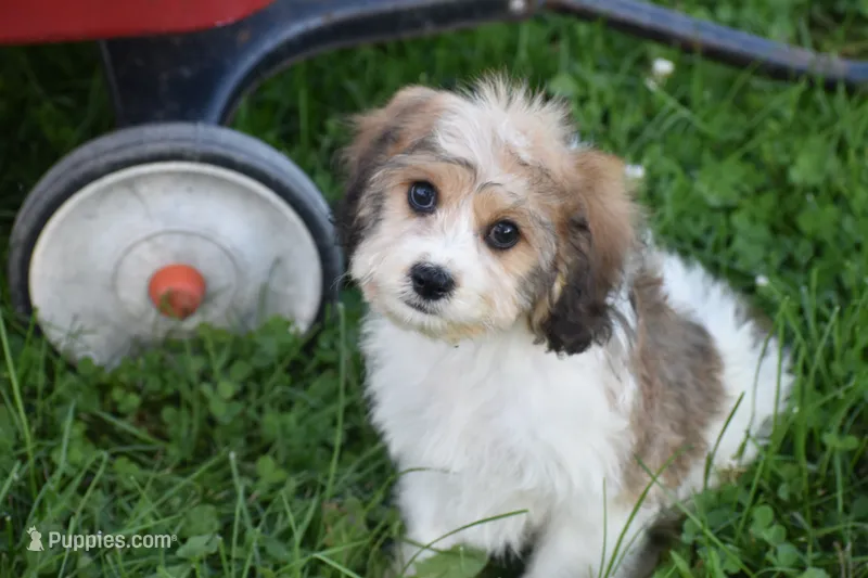 Milo – Cavachon puppy for sale in Eldorado, OH
