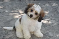 Davey, a male Cavachon for sale in Eldorado, OH – 4 of 6