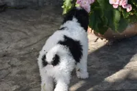Mr. Dane, a male Bichpoo for sale in Eldorado, OH – 4 of 4