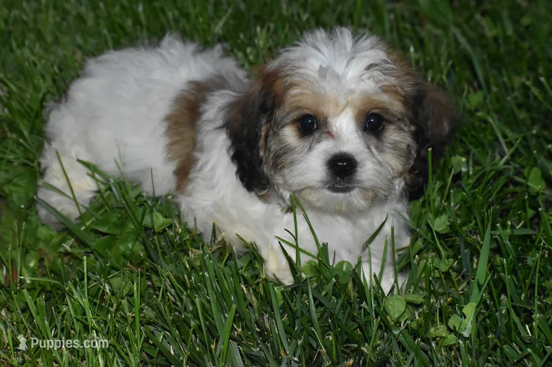 Darcy – Cavachon puppy for sale in Eldorado, OH