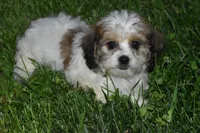 Darcy, a female Cavachon for sale in Eldorado, OH – 2 of 3