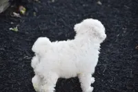 Bunny, a female Bichpoo for sale in Eldorado, OH – 4 of 5