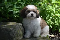 Duggar, a male Cavachon for sale in Eldorado, OH – 3 of 5