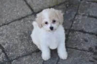 Kitty, a female Bichpoo for sale in Eldorado, OH – 4 of 4