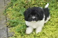 Lasso, a male Cavachon for sale in Eldorado, OH – 2 of 4