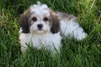 Duggar, a male Cavachon for sale in Eldorado, OH – 2 of 5