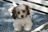 Davey, a male Cavachon for sale in Eldorado, OH – 1 of 6