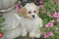 Lulu , a female Cavachon for sale in Eldorado, OH – 2 of 5