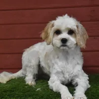 Chloe, a female Cavachon for sale in Eldorado, OH – Photo 2 of 4