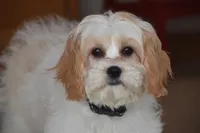 processed/1f1307c2-56e1-4b5a-beaf-ea794a0c3f3a/listing/c997bbf9-8c38-4ff8-8f46-e0a21ca52262/5ff850f7-544b-4abc-8f62-10da50975049