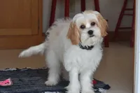 processed/1f1307c2-56e1-4b5a-beaf-ea794a0c3f3a/listing/c997bbf9-8c38-4ff8-8f46-e0a21ca52262/7571ce3e-11e9-41a5-a56b-2ffb5f21575f