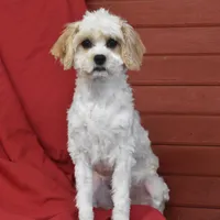 Chloe, a female Cavachon for sale in Eldorado, OH – Photo 3 of 4