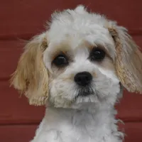 Chloe, a female Cavachon for sale in Eldorado, OH – Photo 1 of 4