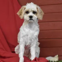 Chloe, a female Cavachon for sale in Eldorado, OH – Photo 4 of 4