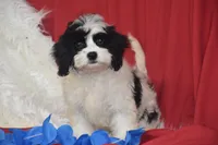 Riley, a male Cavachon for sale in Eldorado, OH – 2 of 4