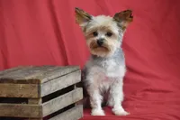Abe , a male Yorkshire Terrier for sale in Eldorado, OH – 3 of 3
