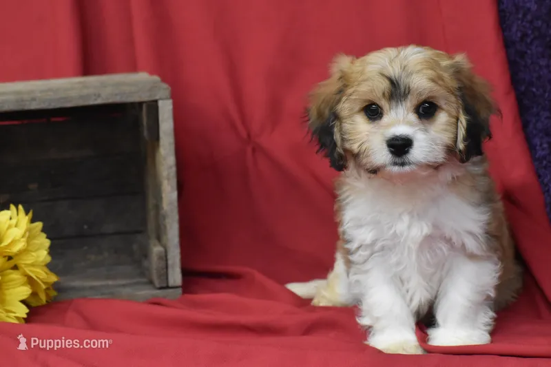 Boston – Cavachon puppy for sale in Eldorado, OH