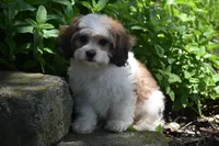 Duggar, a male Cavachon for sale in Eldorado, OH – 5 of 5