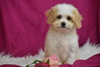 Rosie, a female Cavachon for sale in Eldorado, OH – 3 of 3