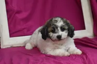 Chi chi, a female Bichpoo for sale in Eldorado, OH – 3 of 4